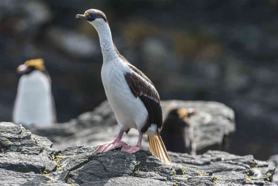 Cormoran Real -  islas Georgias del Sur 02.jpg